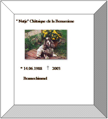Bevel: " Nutje" Ch�taiqne cle la Bernassiene
&nbsp;&nbsp;&nbsp;&nbsp;&nbsp;&nbsp; 
&nbsp;&nbsp;&nbsp; * 14.06.1988&nbsp;&nbsp;&nbsp;&nbsp;&nbsp;&nbsp; 2003
&nbsp;&nbsp;&nbsp;&nbsp;&nbsp;&nbsp; Braunschimmel
&nbsp;&nbsp;&nbsp;&nbsp;&nbsp; 
&nbsp;
